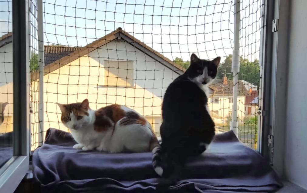 Verstellbarer Katzenbalkon für Fensteröffnungen Größe L