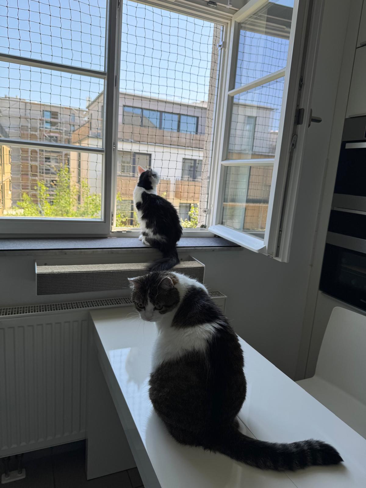 Größenverstellbarer Katzengitter für Fenster - Catshine